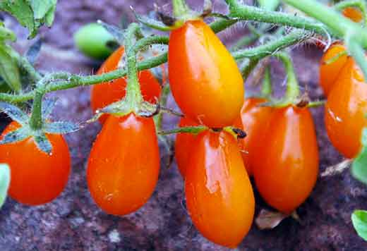 Pomodoro perino