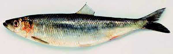 aringa 600x189