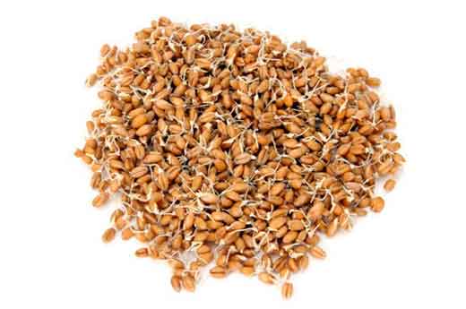 germe di grano