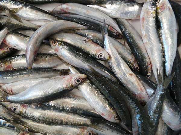 sardine 600x450